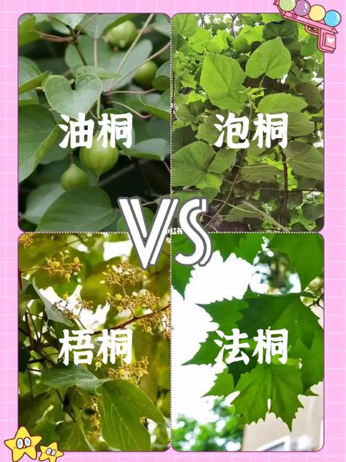 泡桐和梧桐的区别是什么，路边绿化树属于什么树类型。