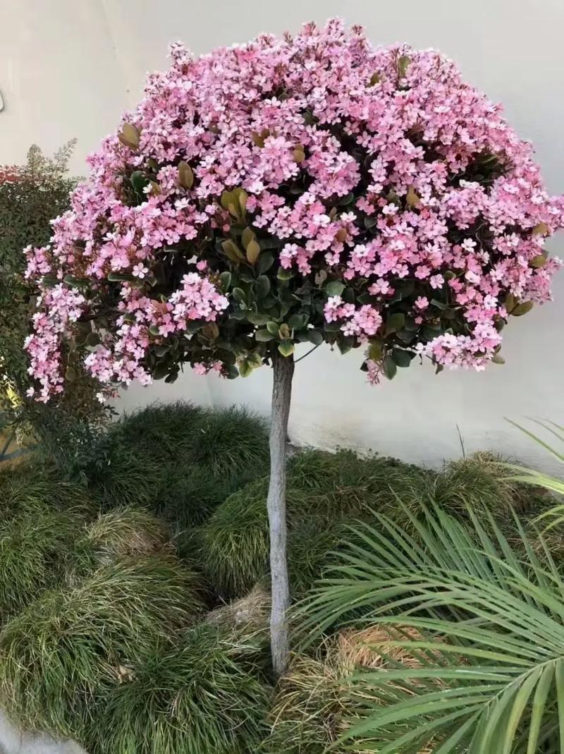 北京的市花，北京绿化带是什么树类的树。  第2张 北京的市花，北京绿化带是什么树类的树。 花木行情